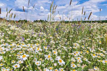 Blumenwiese ohne Umgraben: Eine Schritt-für-Schritt-Anleitung