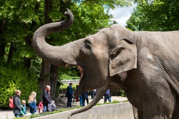 Warnstreik im Tierpark Hagenbeck: Das sagt Geschäftsführer Albrecht