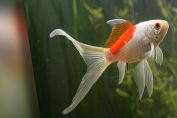 Bizarrer Vorfall in Zoogeschäft: Mann verspeist Goldfisch und sagt "für Donald Trump"