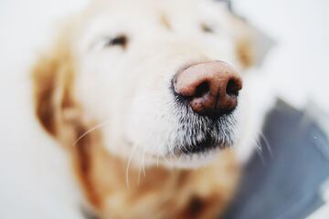Hund hat Blähungen, die stinken: Das hilft gegen stinkende Pupse bei Hunden