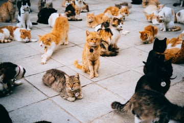 Schlimmer Fall von "Animal Hoarding": Mehr als 50 Katzen aus Wohnung gerettet!