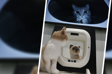 Trends bei der Haustierhaltung: KI und smarte Katzenklos