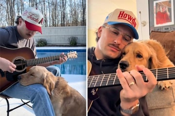 Golden Retriever's precious reaction to his owner playing the guitar melts hearts