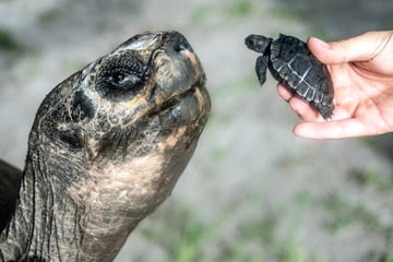 Erstes Mal Vater mit 135 Jahren: Goliath kann auch im Alter noch
