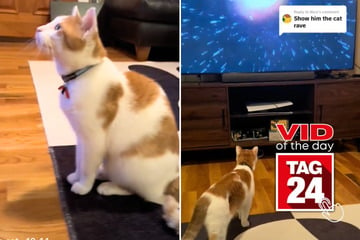 Viral Video of the Day for October 31, 2024: Kitty goes wild watching "cat rave" on TV