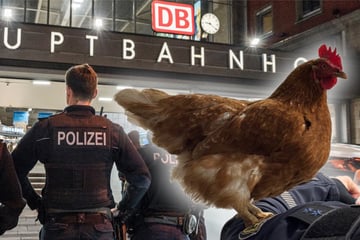 München: Kuriose Abgabe im Fundbüro: Reisende entdecken Huhn am Hauptbahnhof