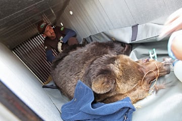 Nach 32 Jahren in Gefangenschaft: Bärin Teddy zieht vom Harz an die Müritz