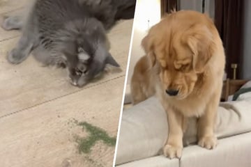 Golden Retriever macht sich große Sorgen um Katze: Der Grund bringt so viele zum Lachen