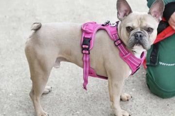 Französische Bulldogge Eddy ist eine ehrliche Haut: Kannst Du sein Herz erobern?