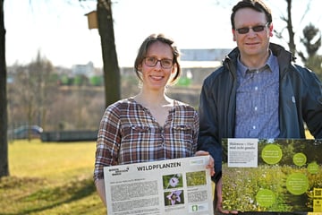 Dresden: Mehr Bäume in Dresden: Grundstein für Artenvielfalt auf Sportanlagen gelegt