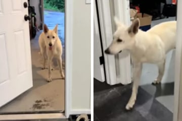Frau nimmt wilden Hund bei sich auf, dann betritt er sein neues Zuhause zum ersten Mal