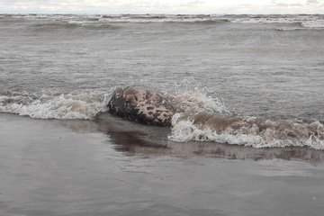 Thousands of Caspian seals wash up dead on beaches in Russia