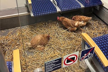 Kurioser Fund in Kölner S-Bahn: Drei Hühner in der 1. Klasse zurückgelassen
