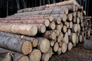 Unglück in Wald bei Köln: Forstarbeiter von gefälltem Baum erschlagen