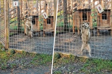 Husky dog goes viral for expert fence-climbing skills in shocking video