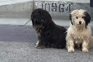 Tierschützerin soll zwei Hunde retten: Schnell merkt sie, dass diesmal etwas anders ist