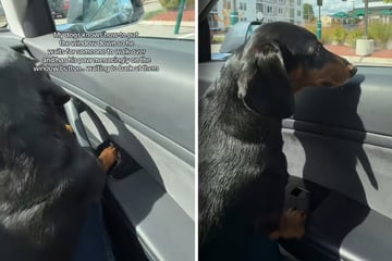 Dackel fährt im Auto mit: Dann lernt der Hund einen neuen Trick und sorgt so für reichlich Chaos