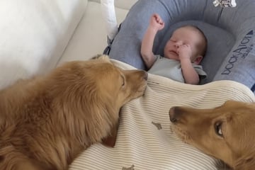 Golden Retriever treffen zum ersten Mal auf Baby: Ihre Reaktion lässt keinen kalt