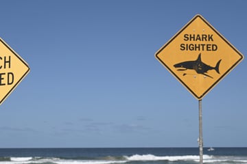 Gestrandeter Wal lockt unzählige Haie an: Strände müssen gesperrt werden