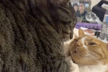 Man moves in with his fiancée – when their two cats meet, hearts melt