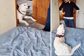 Hund kam taub zur Welt: Wie Besitzer ihn zum Gassigehen einladen, lässt Herzen schmelzen