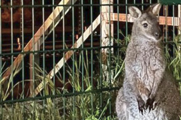 Känguru hoppelt durch Erfurt und hängt die Polizei ab