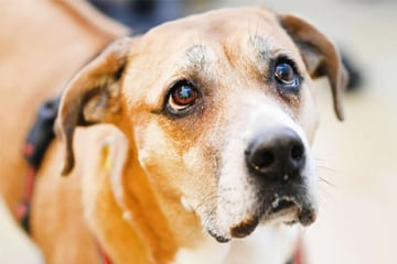 Zurück ins Tierheim: Fanni hofft auf ein neues Glück
