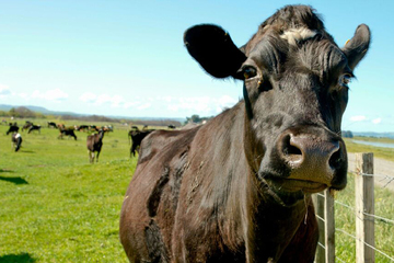 Im Kampf gegen den Klimawandel: Neuseeland will die Rülpser von Kühen besteuern