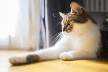 Katzen rauben aus kuriosem Grund Nachbarn den Schlaf