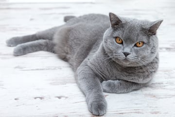 Ein Teddy mit ausgeprägter Gemütlichkeit: Die Britisch Kurzhaar im Rasseportrait