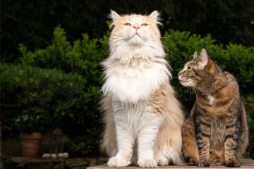 7 große Katzenrassen: Das sind die größten Katzen