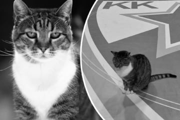 Sie war fast 20 Jahre Dauergast: Große Trauer um Kult-Mieze aus Basketball-Tempel