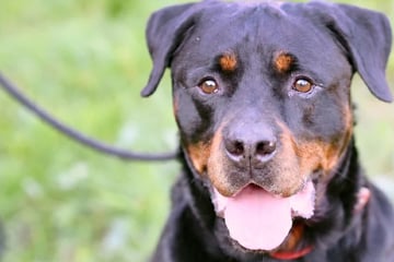 Schicksalsschlag für Rottweiler Poldi: Sein neues Zuhause muss eine Bedingung unbedingt erfüllen