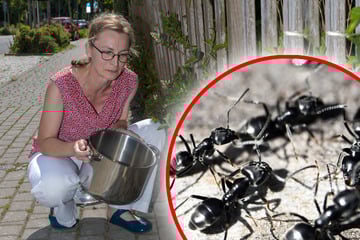 Dresden: Gefahr im Garten! Afrika-Ameise sorgt für Angst und Schrecken bei Anwohnern