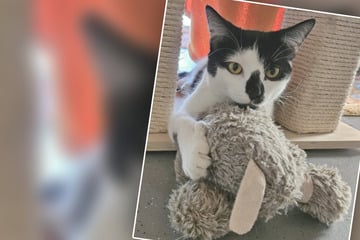 Erst vergiftet, dann verlassen: Katze Christie-Noel sucht nach Rettungsdrama neues Zuhause