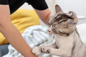 Schmerzhafte Gefahr oder darf man Katzen am Nacken packen?
