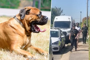 Tierhölle statt Tierheim: 37 Hunde tot in Aufnahmestelle gefunden