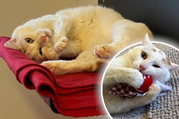 Kater muss nach Streit weichen: Gibt es ein Happy End für Hubsi?