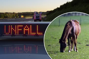 Unfall A1: Pferd springt aus fahrendem Anhänger auf Autobahn und stirbt
