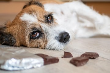 haustierratgeber: Tierrettung warnt: So gefährlich ist Schokolade für Haustiere