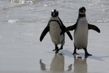 "Critically endangered" African penguins just want peace and food