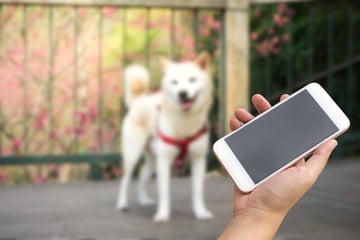 3 Top-Hundekameras zur Hundeüberwachung - mit und ohne App