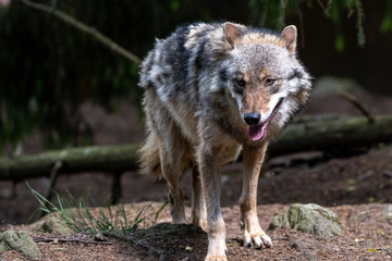 Berlin: Ein Berliner Wolf entpuppt sich als Hund: Behörden korrigieren sich