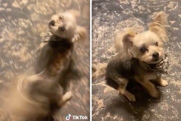 Hunde-Video sorgt für jede Menge Lacher: Dieser Vierbeiner gibt ALLES für ein Leckerli