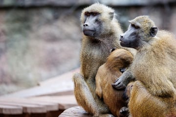 Nürnberger Tiergarten: "Müssen Tötung von Pavianen jetzt vorbereiten"