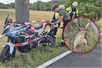 Reh läuft auf die Landstraße: Biker stürzt schwer, Tier stirbt