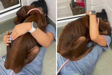 Frau rettet Hund von der Straße: Als sie ihn im Tierheim besucht ist die Freude groß