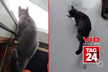 Viral Video of the Day for January 24, 2025: Determined cat braves cold weather to play in the snow!