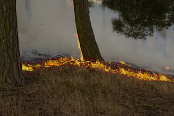 Leipzig: Flammen vernichten mehr als 200 Hektar Land: Großbrand endlich gelöscht