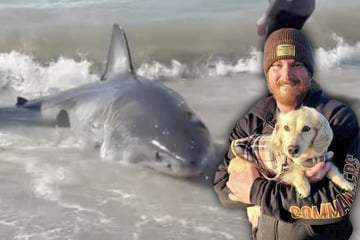 Fisherman makes "unbelievable" catch of massive great white shark!